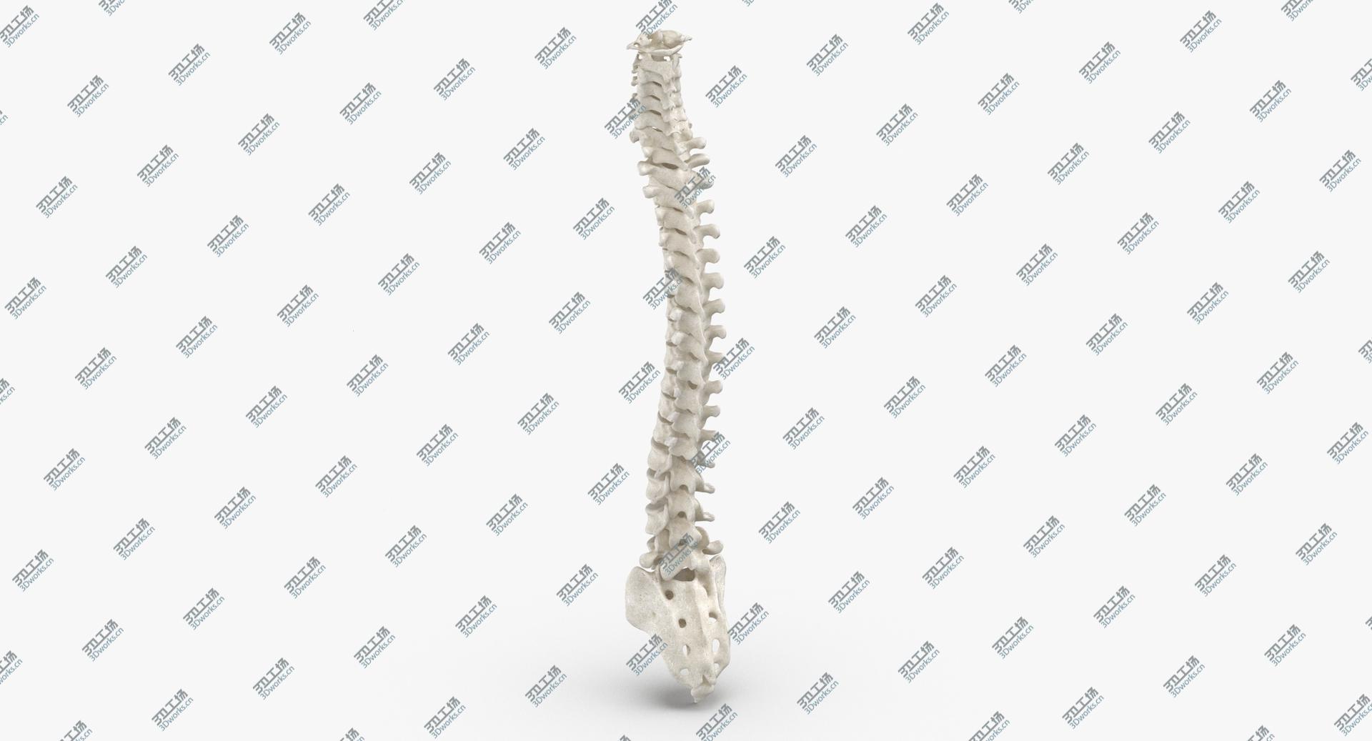 images/goods_img/202104023/Real Human Spine Bones Anatomy White 01 3D model/2.jpg